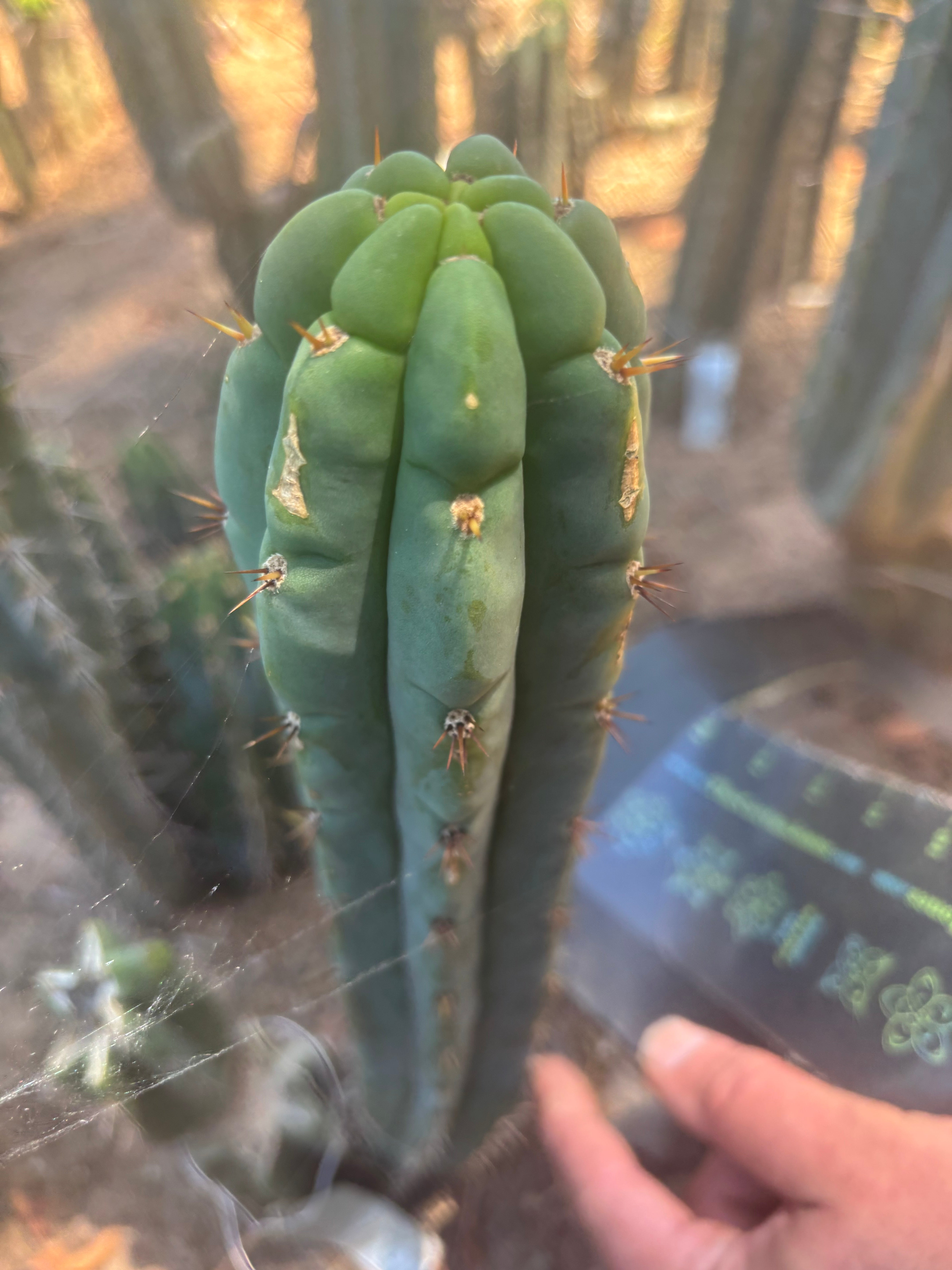 👑🌶️🌶️ Austy’s Bomb — 10” Tip