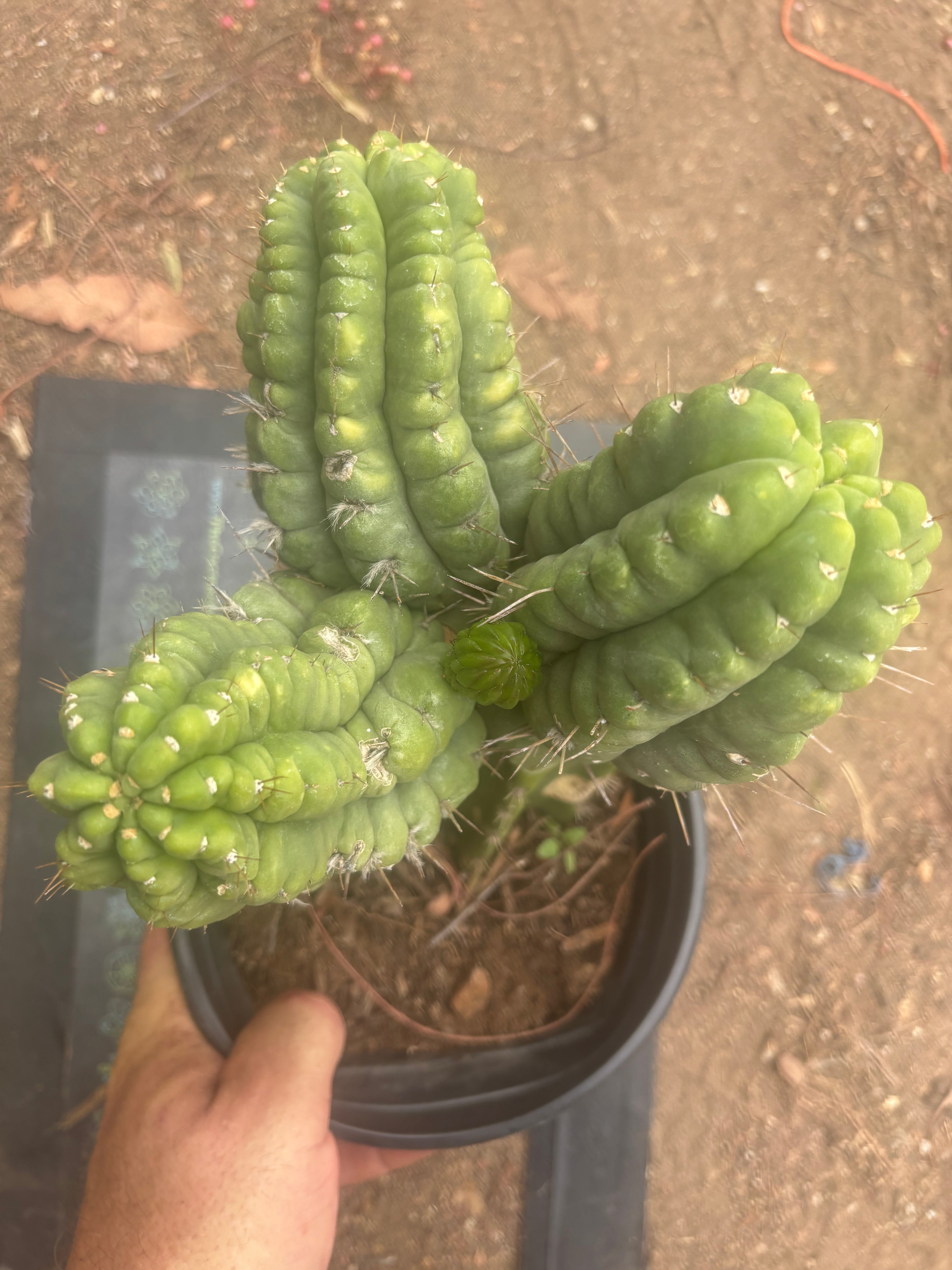 💎👑💎 Havran — XL Established Graft on Rooted PC
