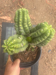 💎👑💎 Havran — XL Established Graft on Rooted PC
