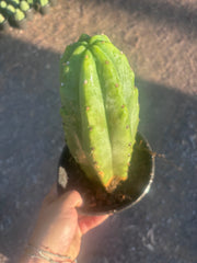 👑🌶️🌶️ Landfill — Rooted Plump 12”