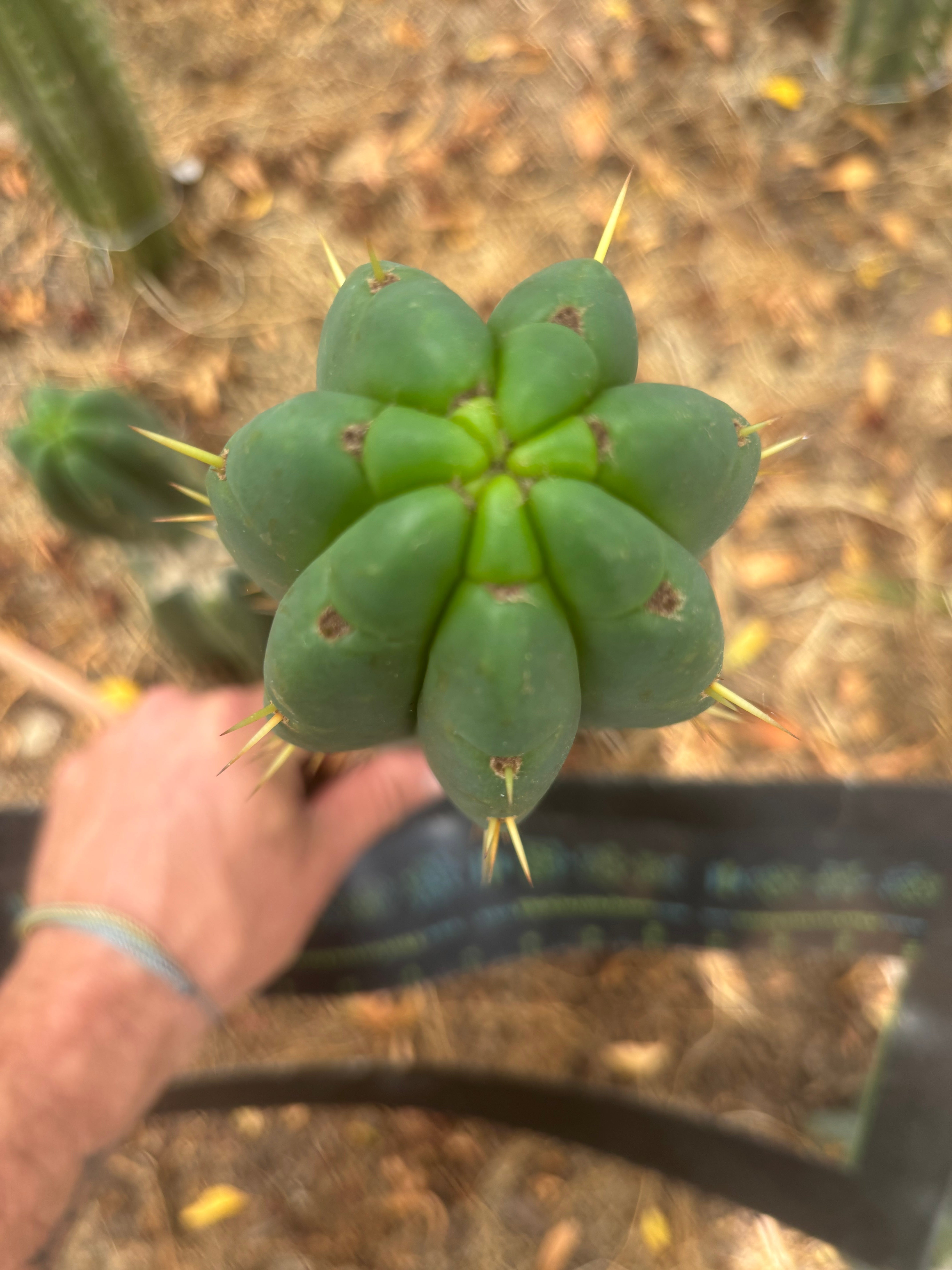 💎👑💎 Amazonas — 11” Tip