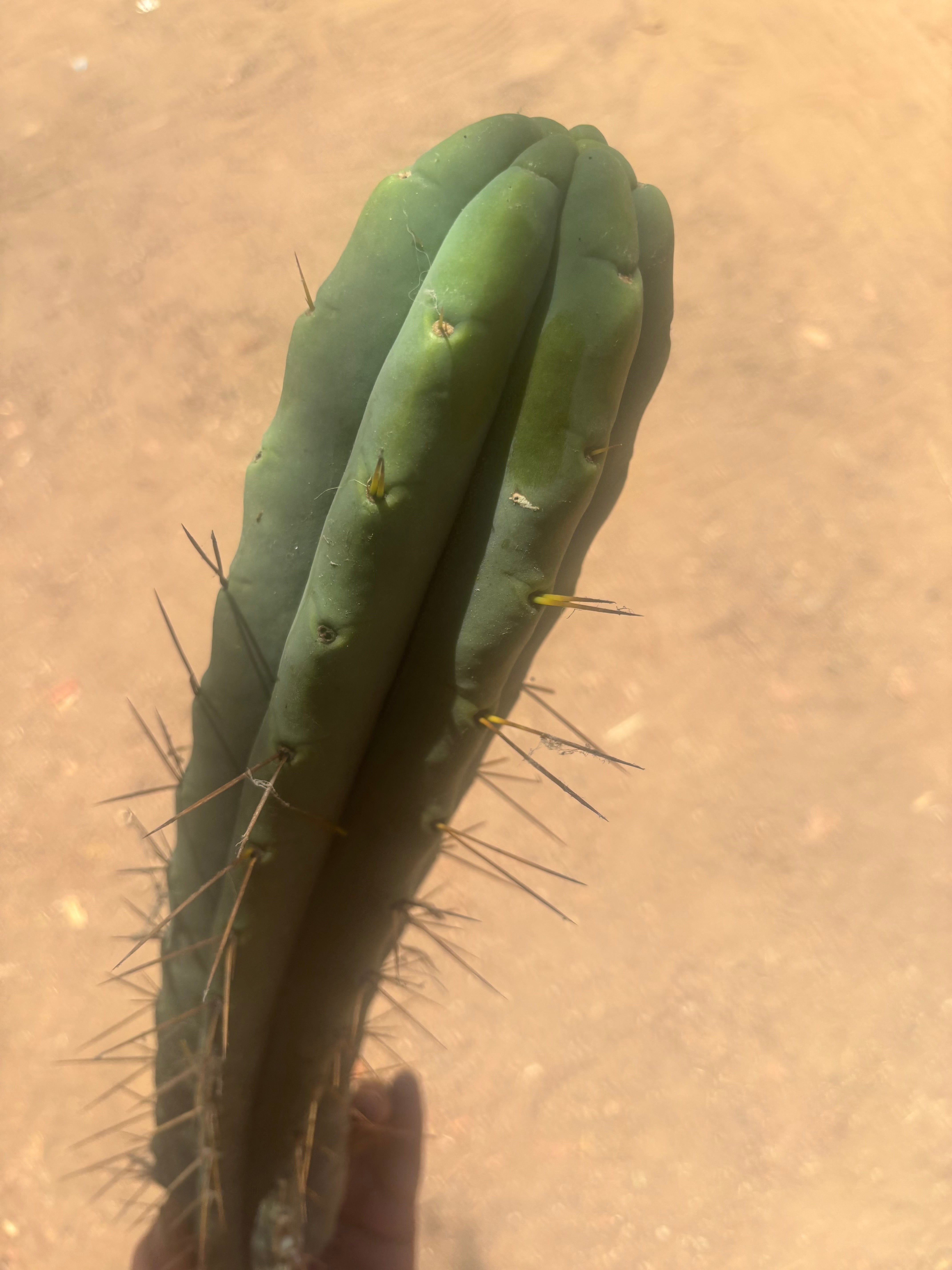 👑🌶️🌶️ Eileen — XL 16” Pups — 3 Identical in Stock