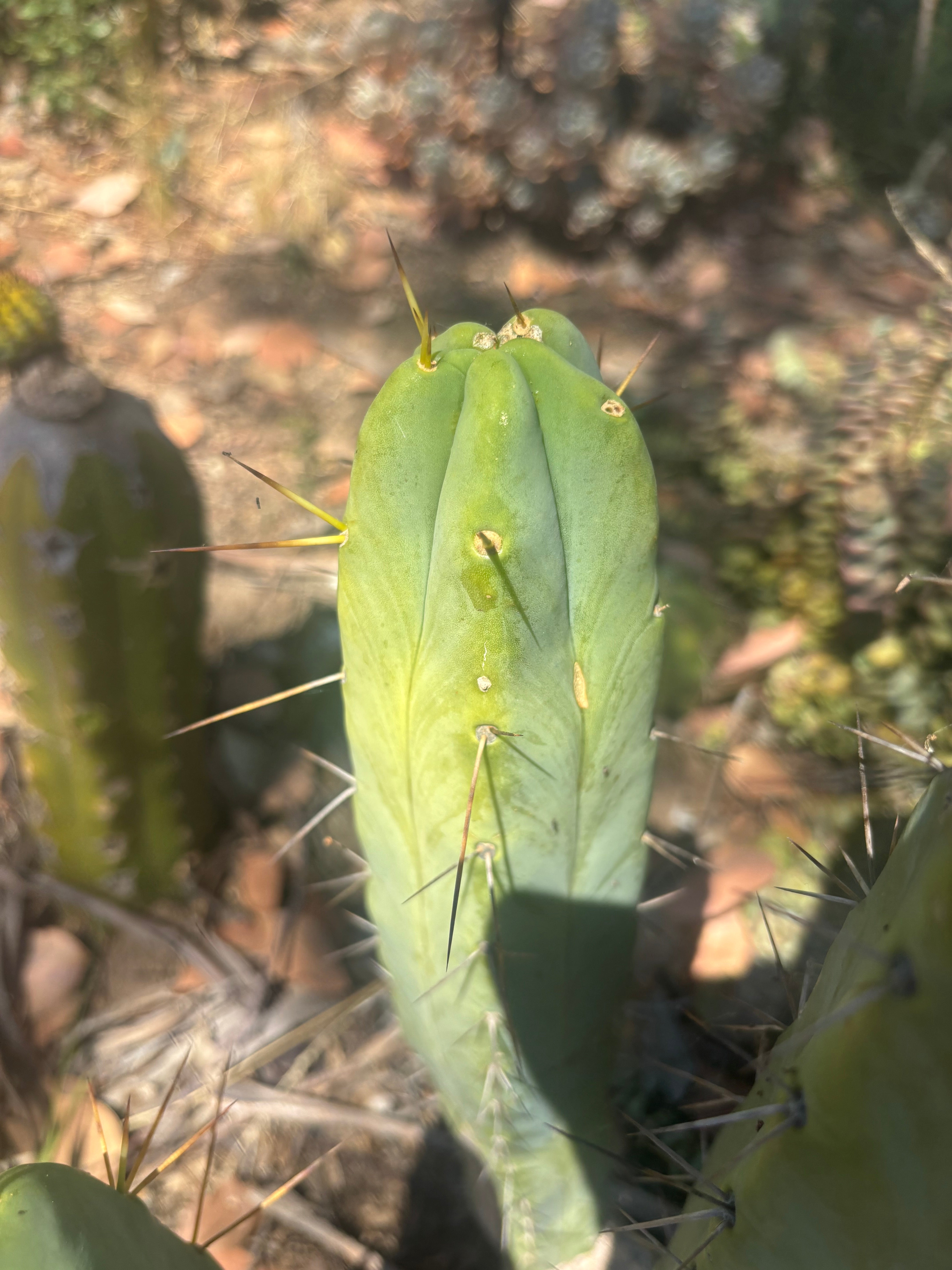 💎👑🌶️ Platform 9 3/4  — 10” Tip