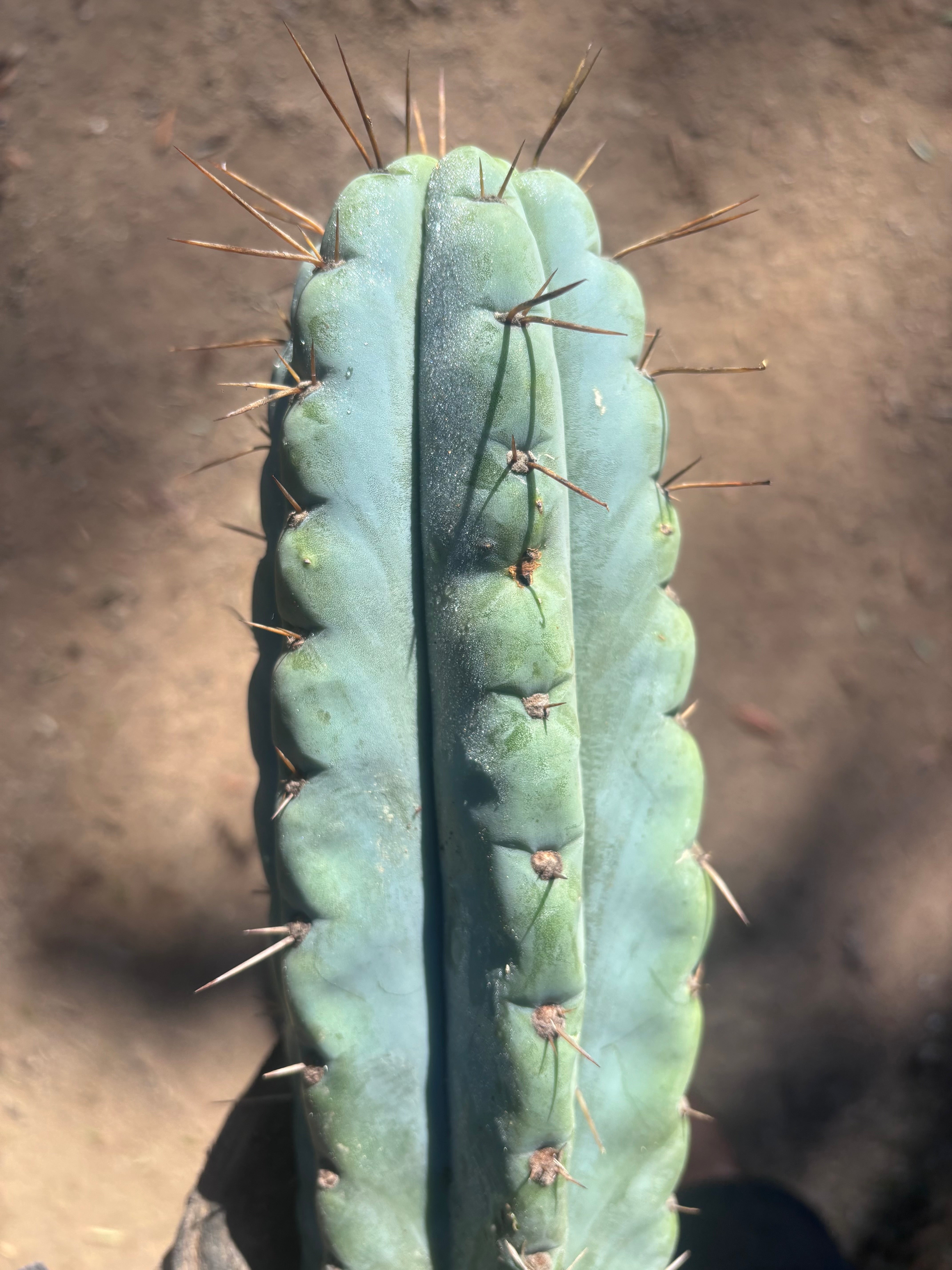 💎🌶️ NOM — XL 14” Tip