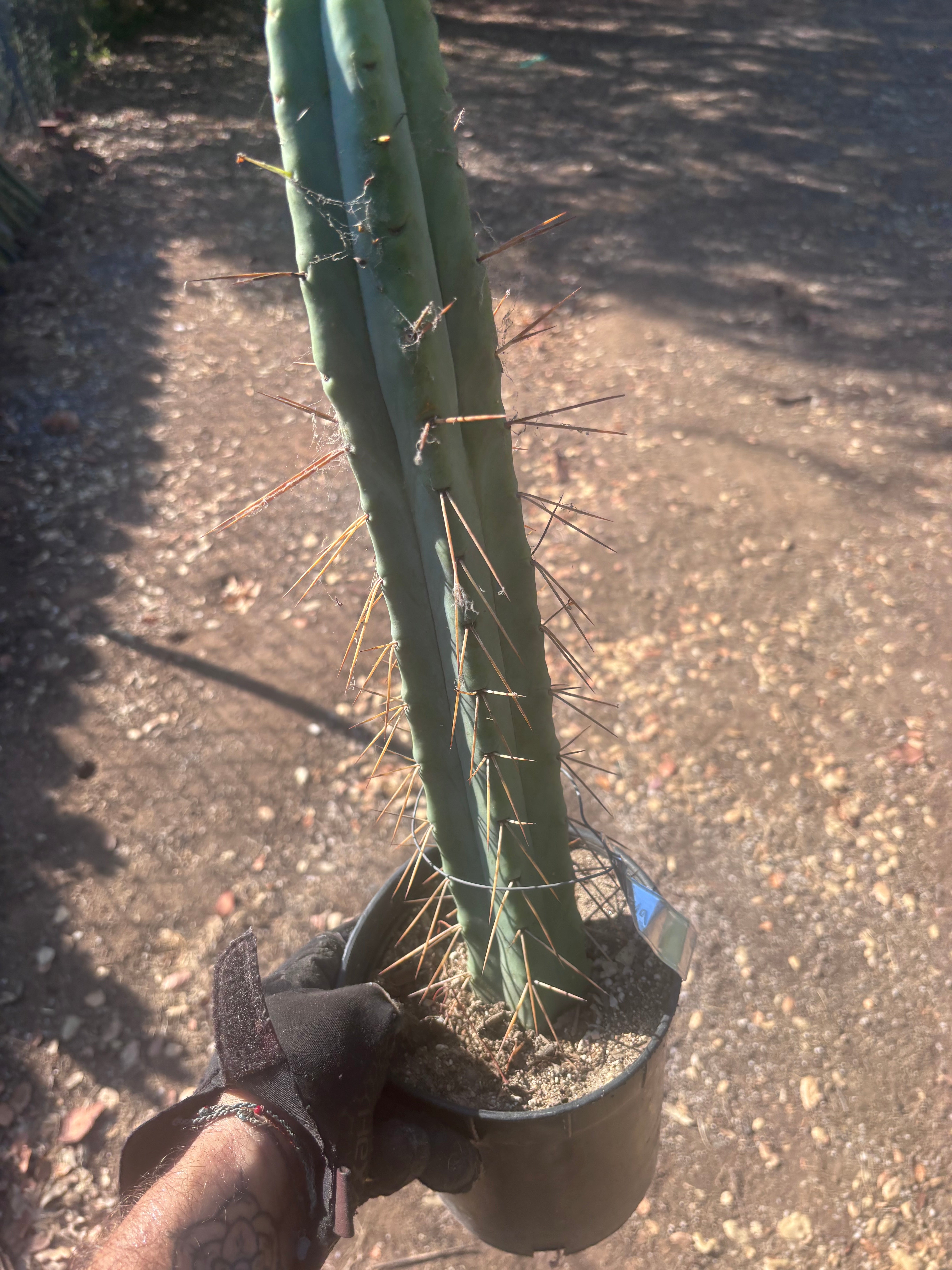 👑🌶️ Freya — XL 17” Fully Rooted