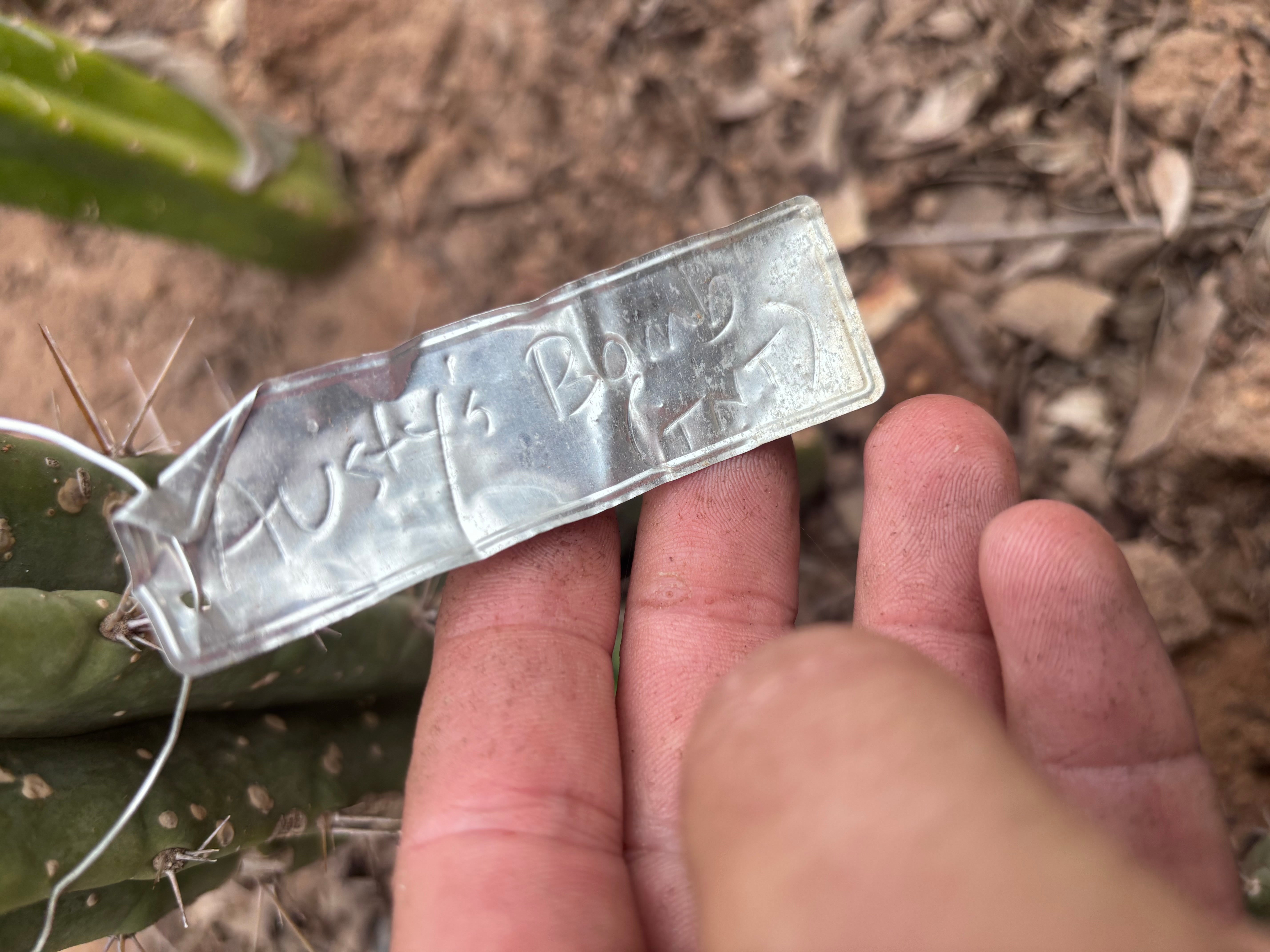💎👑🌶️🌶️ Austy’s Bomb — 6” Pup