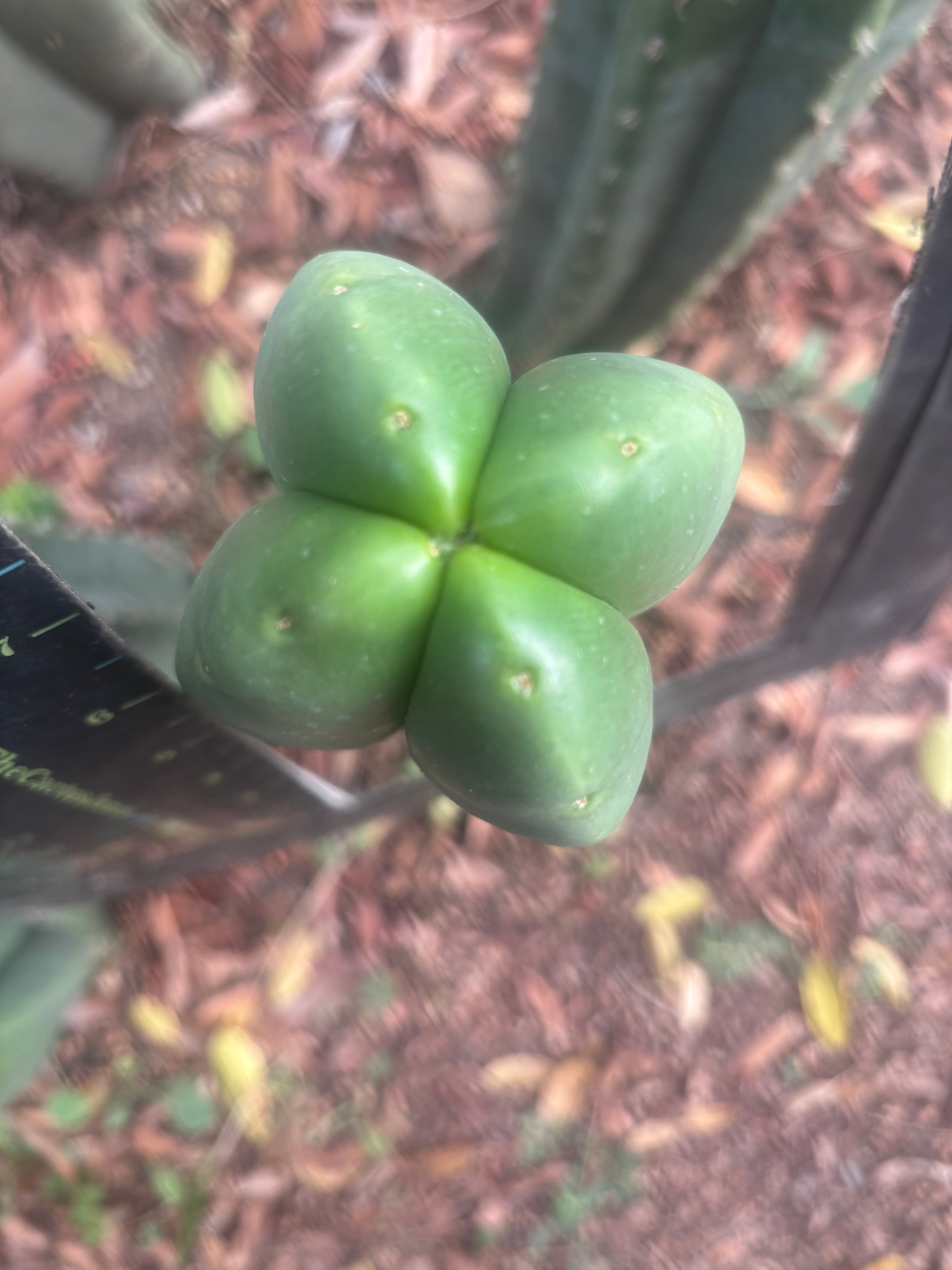 💎👑🌶️ Ferah — Another 8” FourWang Tip