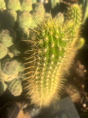 💎 T.Camarguensis  — 12” Tip