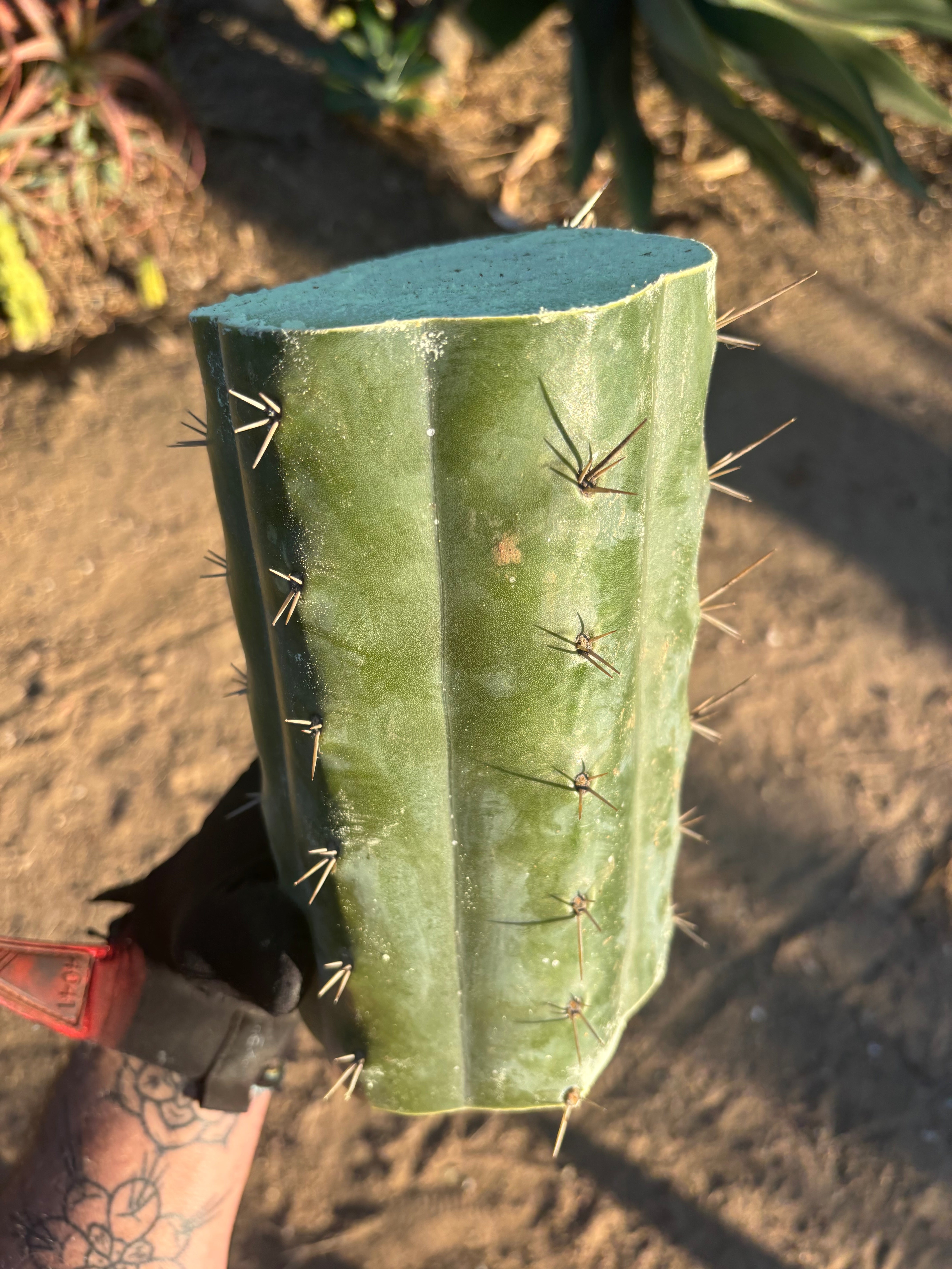 👑🌶️  Ashdod — 9” Mega Mid