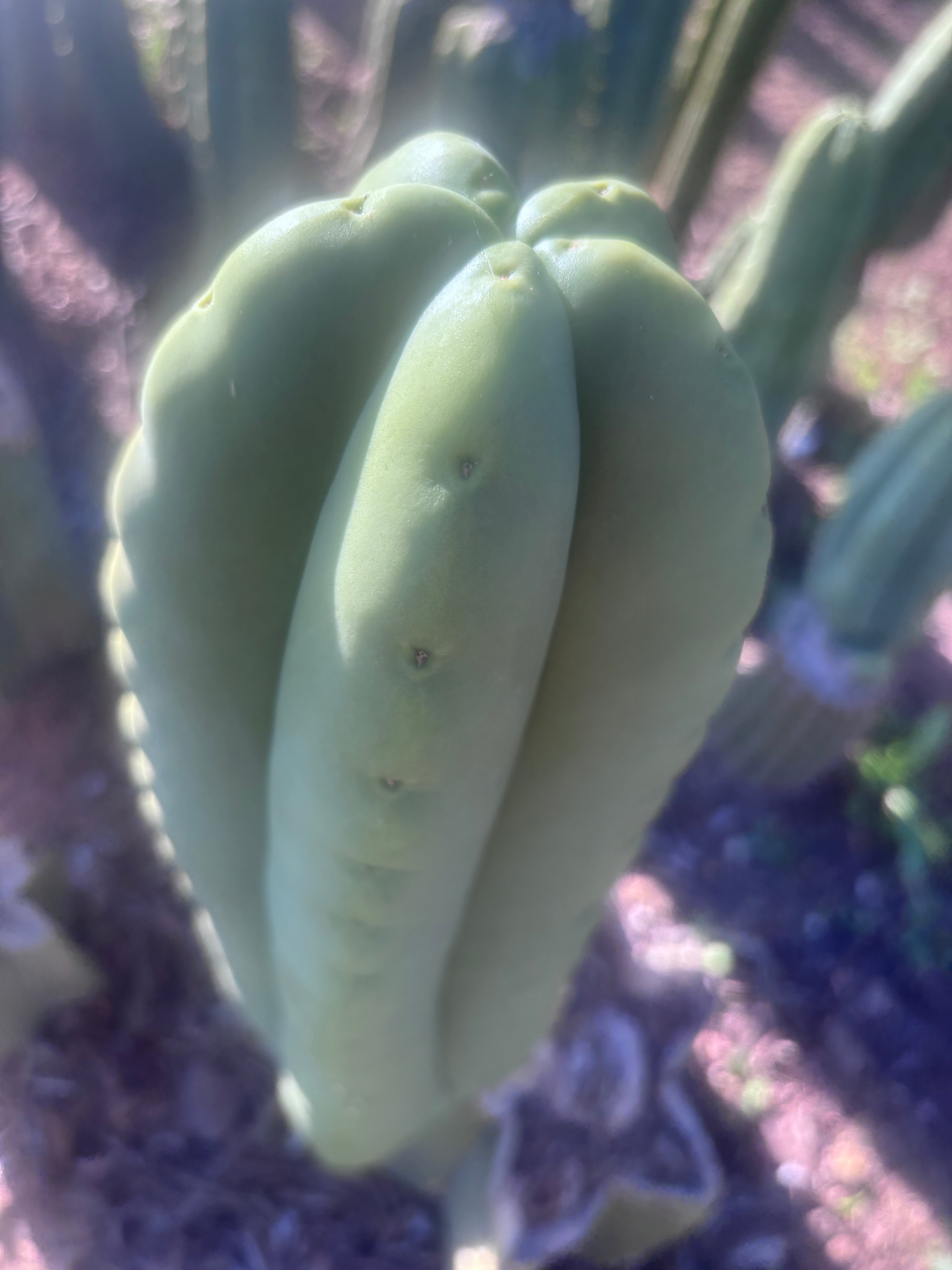 💎👑💎🌶️ Ferah — FAT 9” Tip