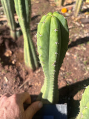 👑🌶️🌶️ Landfill — 9” Tip