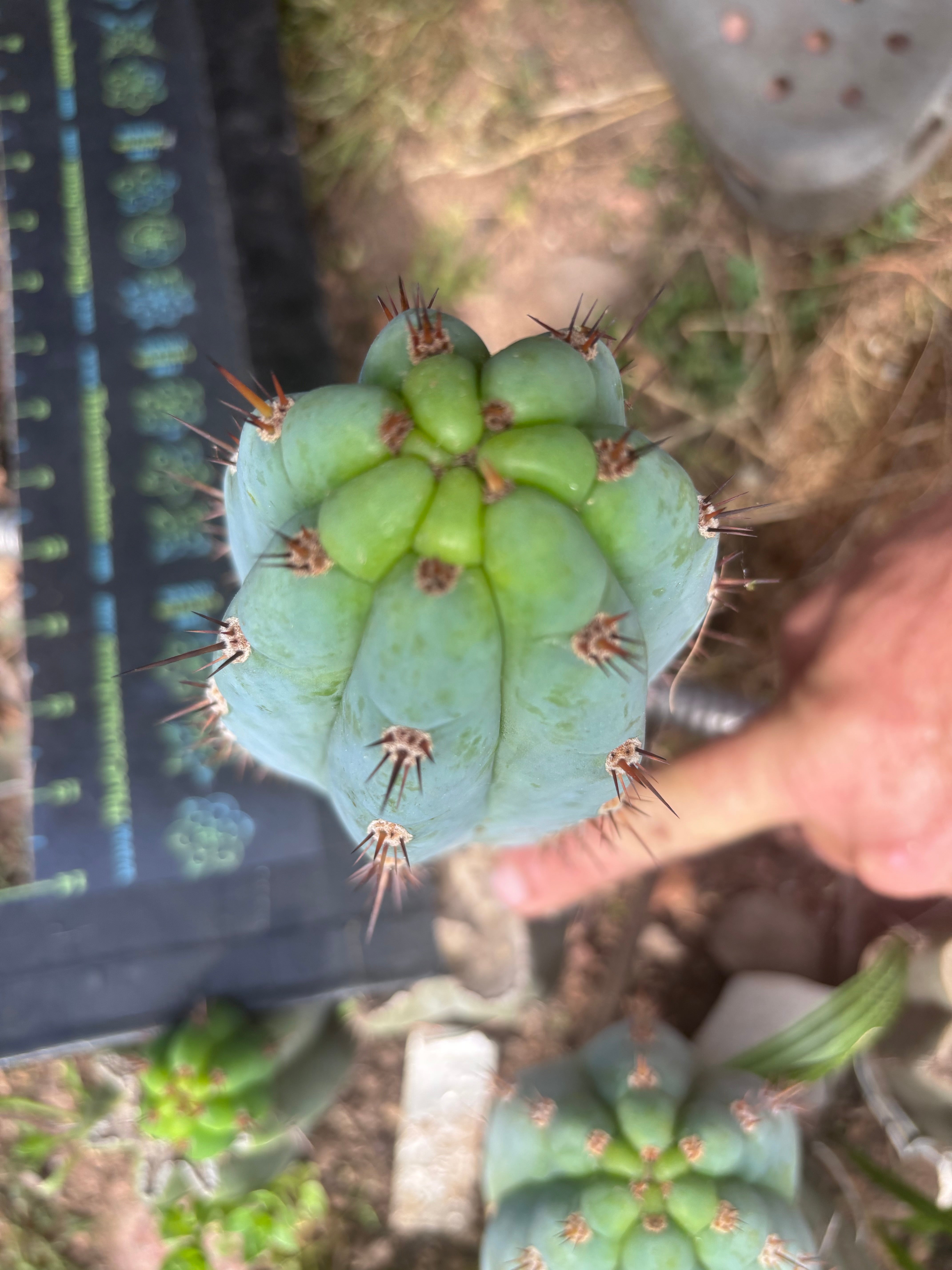 💎👑  Bart (Monassa Blue) — 8” Pup