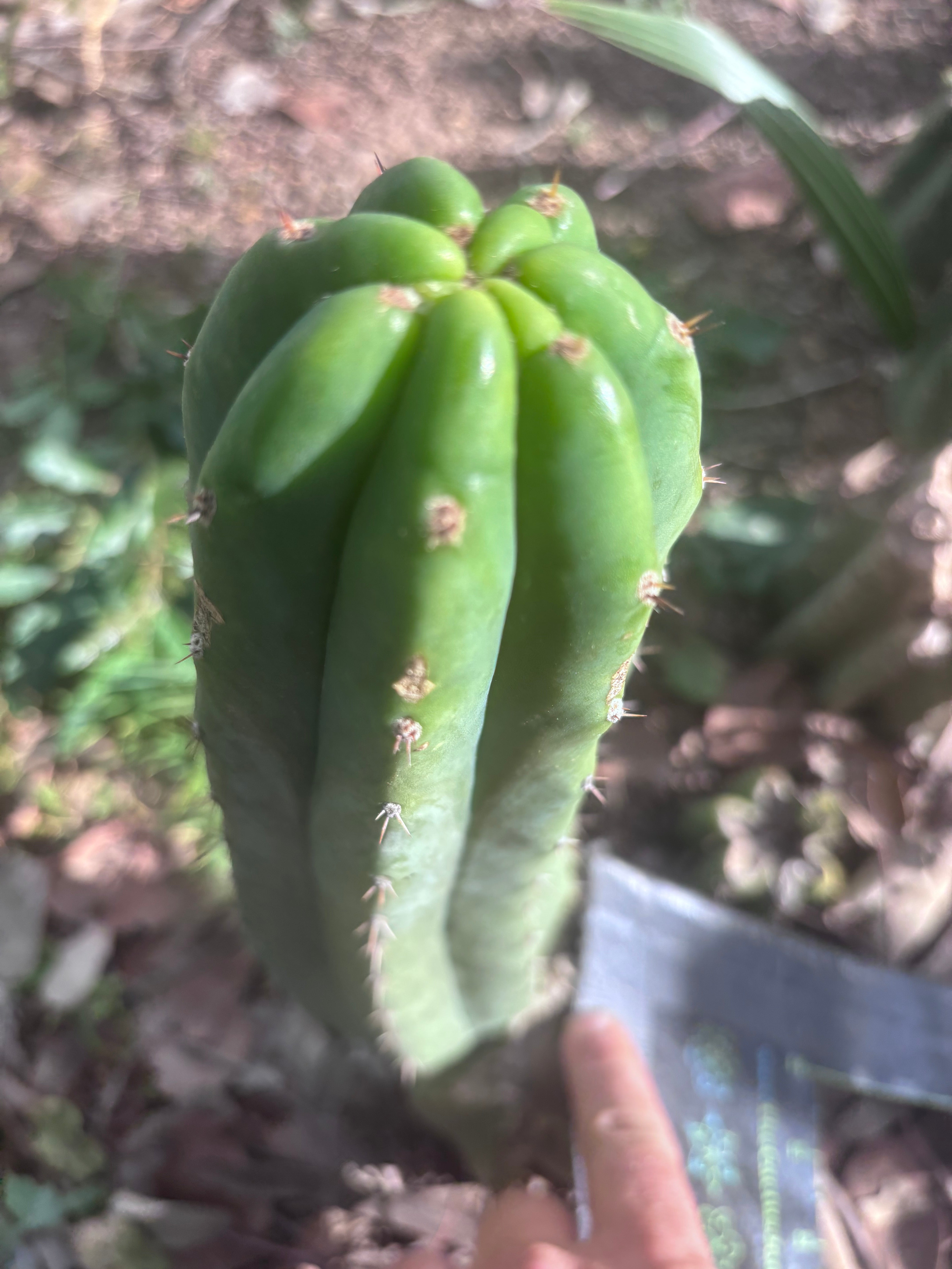 👑🌶️🌶️ Landfill — 10” Pup