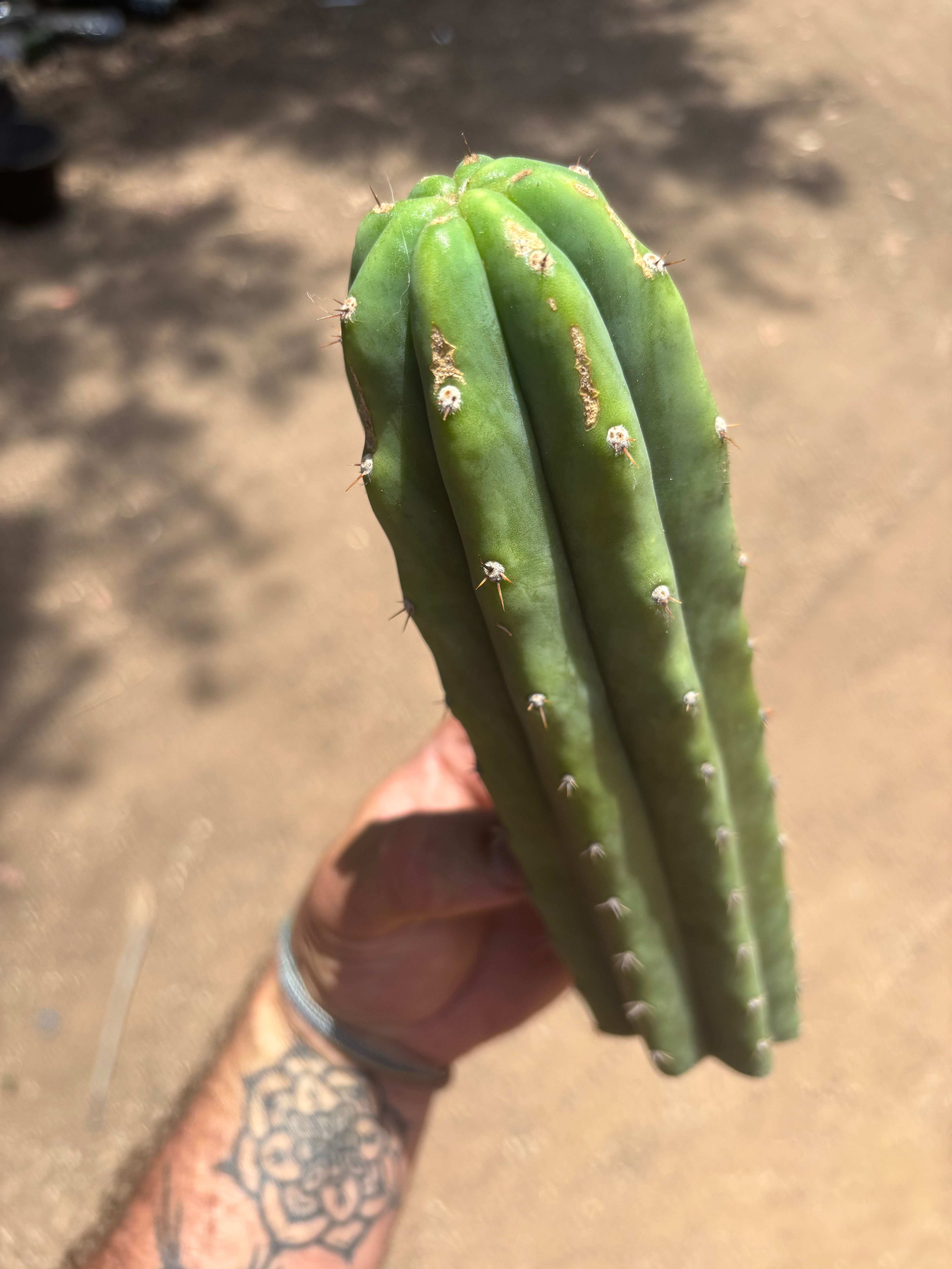 👑🌶️🌶️ Landfill — 11” Tip