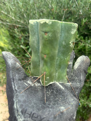 New FREE ADD-ON  — 🌶️ Chuck’s Bridge — 3-4” Roota-Chonk.