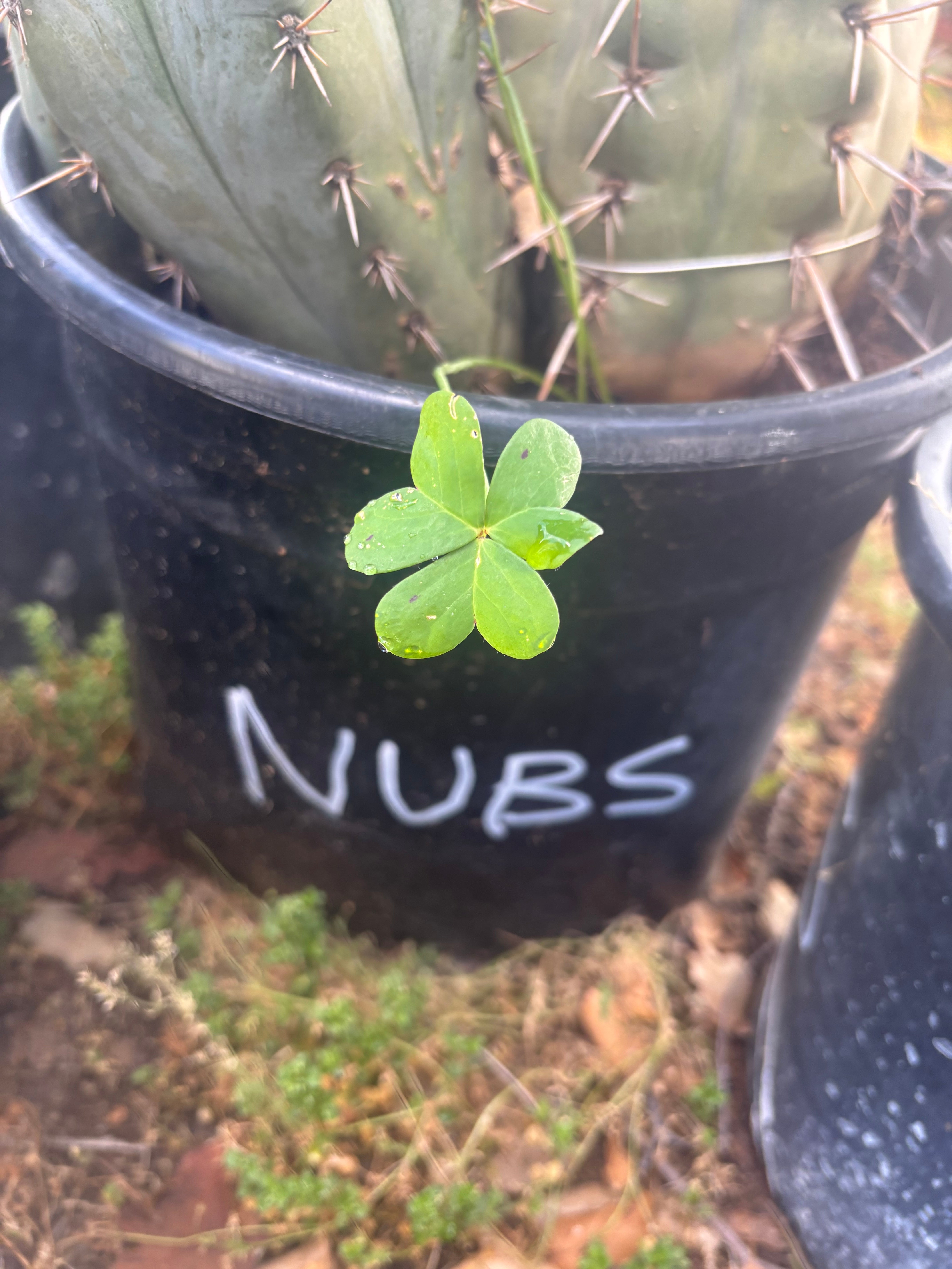 💎👑💎  Nubs! — 7” Tip