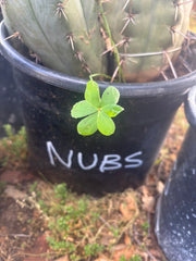 💎👑💎  Nubs! — 7” Tip