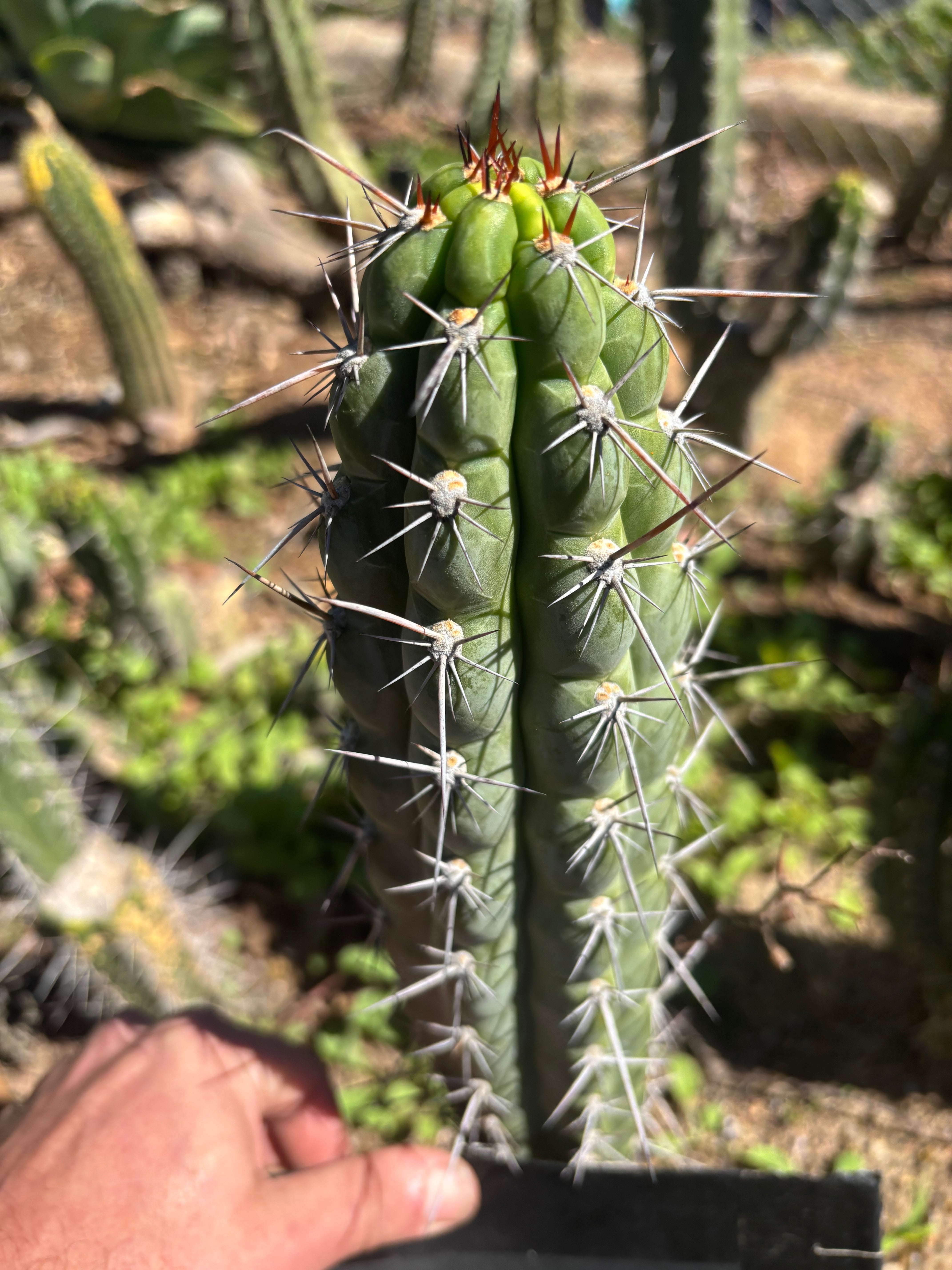 👑 Chala Restocked! — Notchy 10” Tips