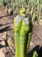 👑💎🌶️🌶️ TBMC — Graft on Thick TPM