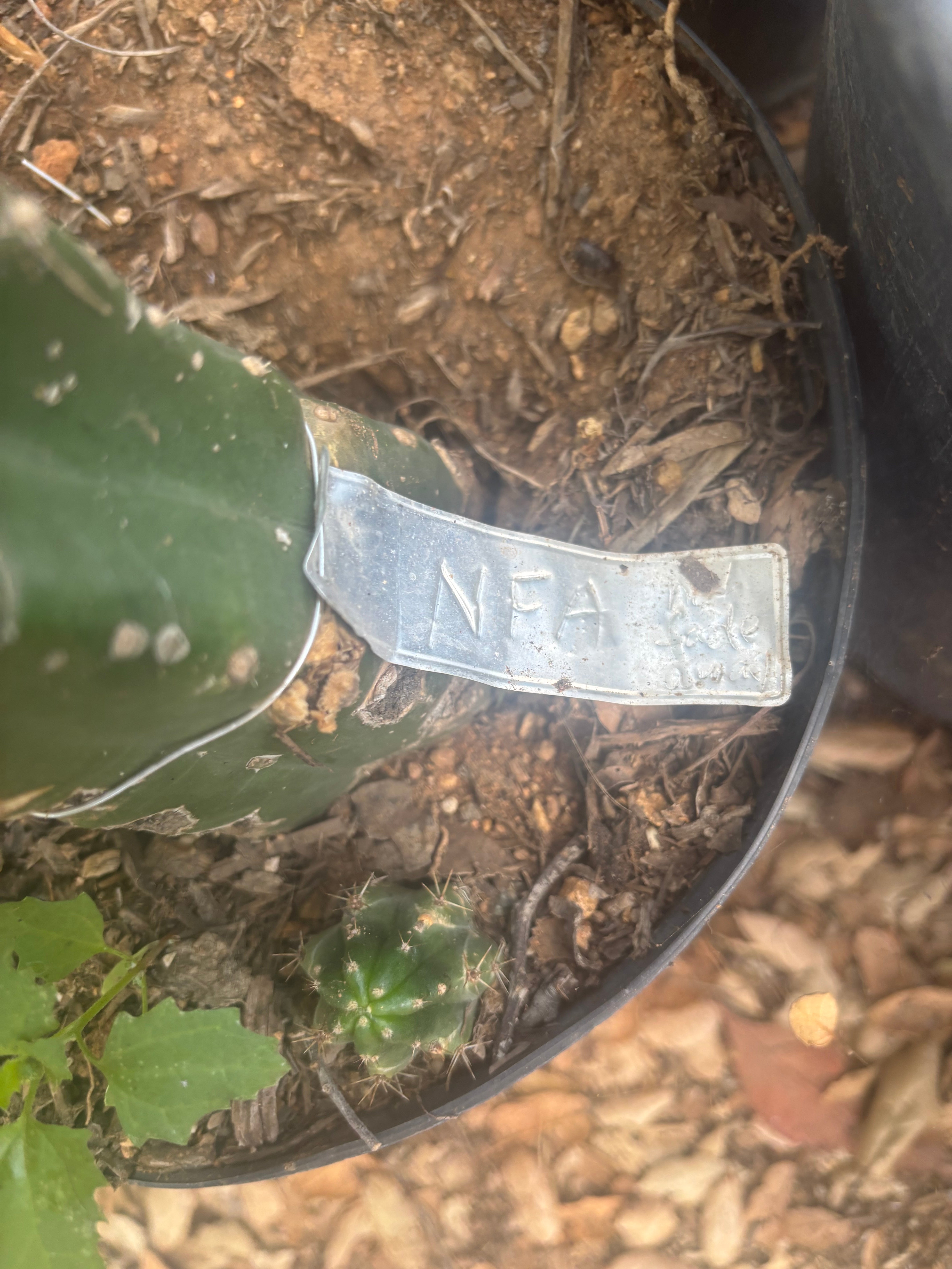 💎👑 NFA — Chunky 6” Degraft Tip