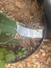 💎👑 NFA — Chunky 6” Degraft Tip