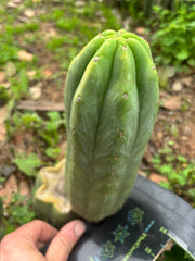 👑🌶️🌶️ Another Drop, Another Ogun
