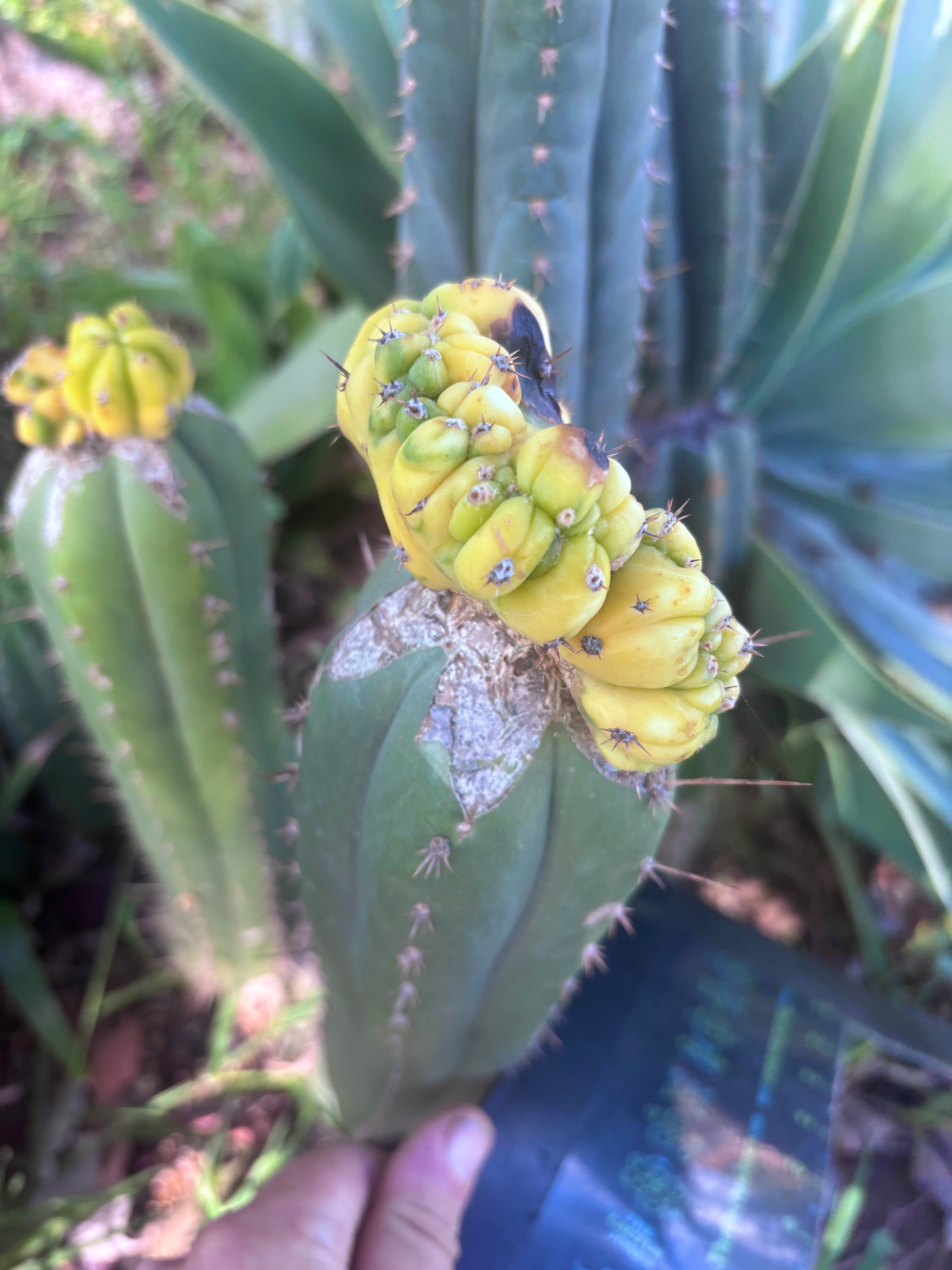 💎👑 Dr. Funkenstein — Crested Graft on LER