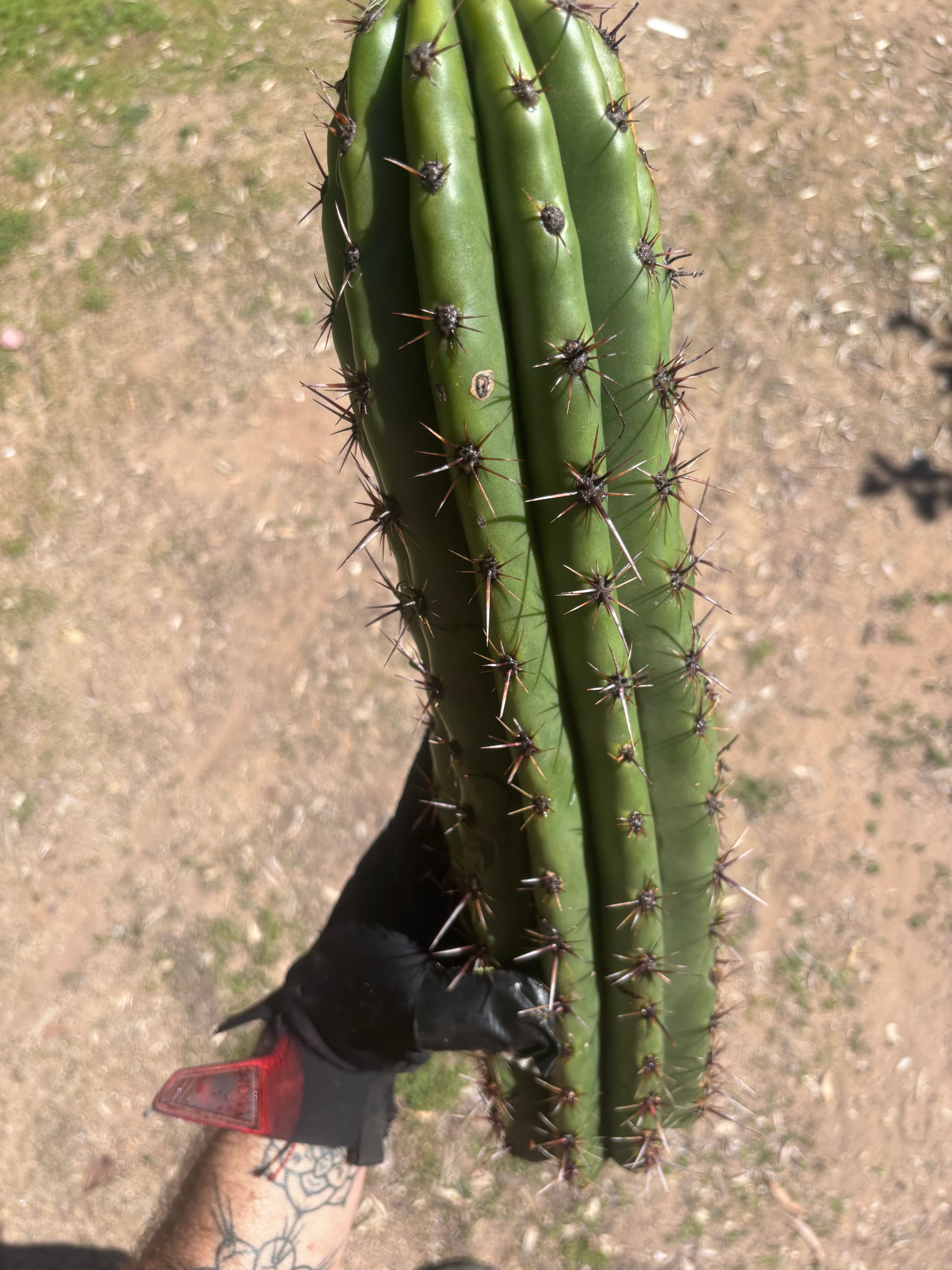 Tacaquirensis — Massive 16” Tip