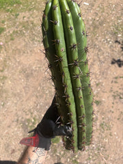 Tacaquirensis — Massive 16” Tip