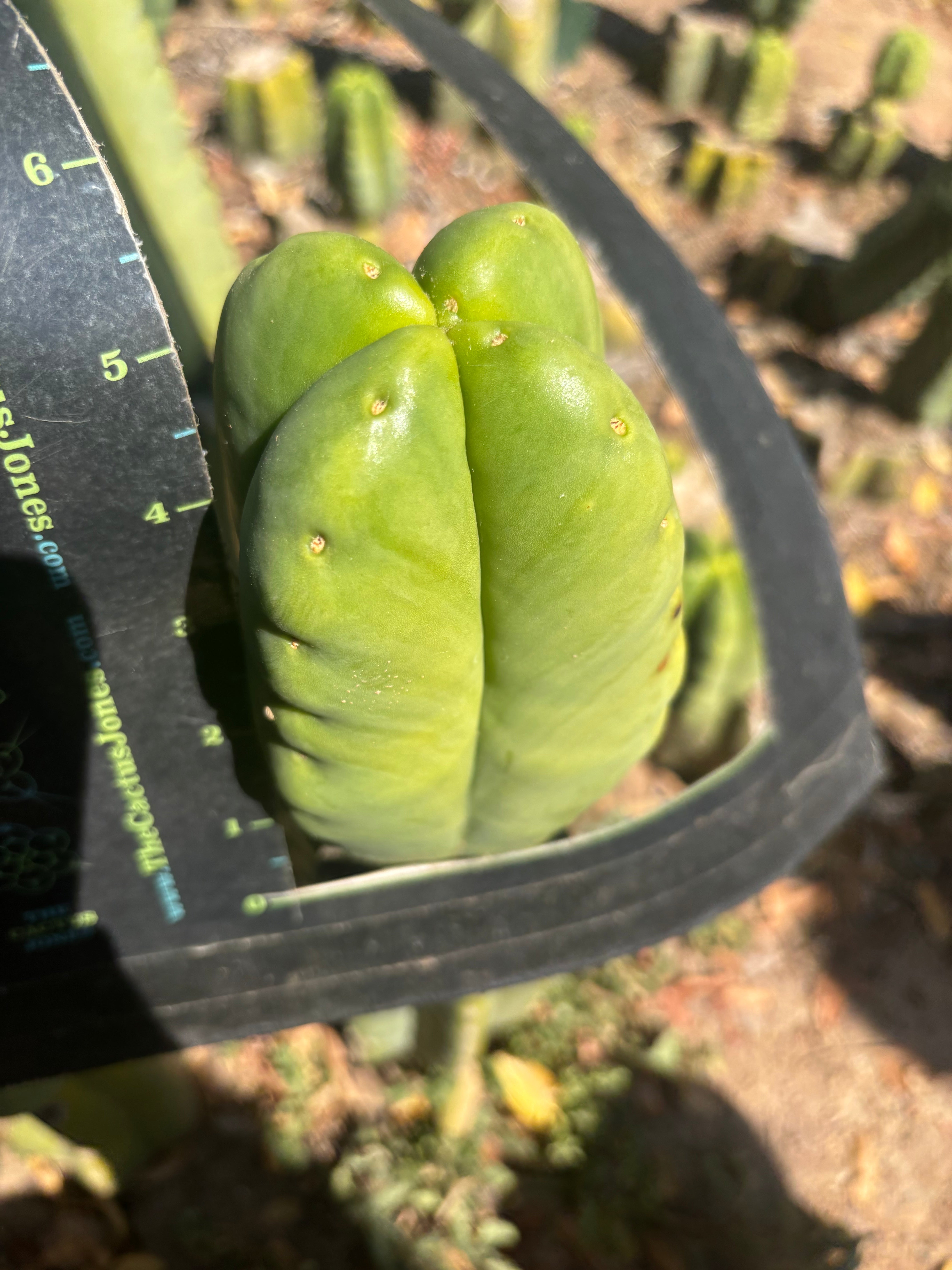 💎👑🌶️ Ferah — Fourwang Chub Muffin