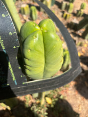 💎👑🌶️ Ferah — Fourwang Chub Muffin