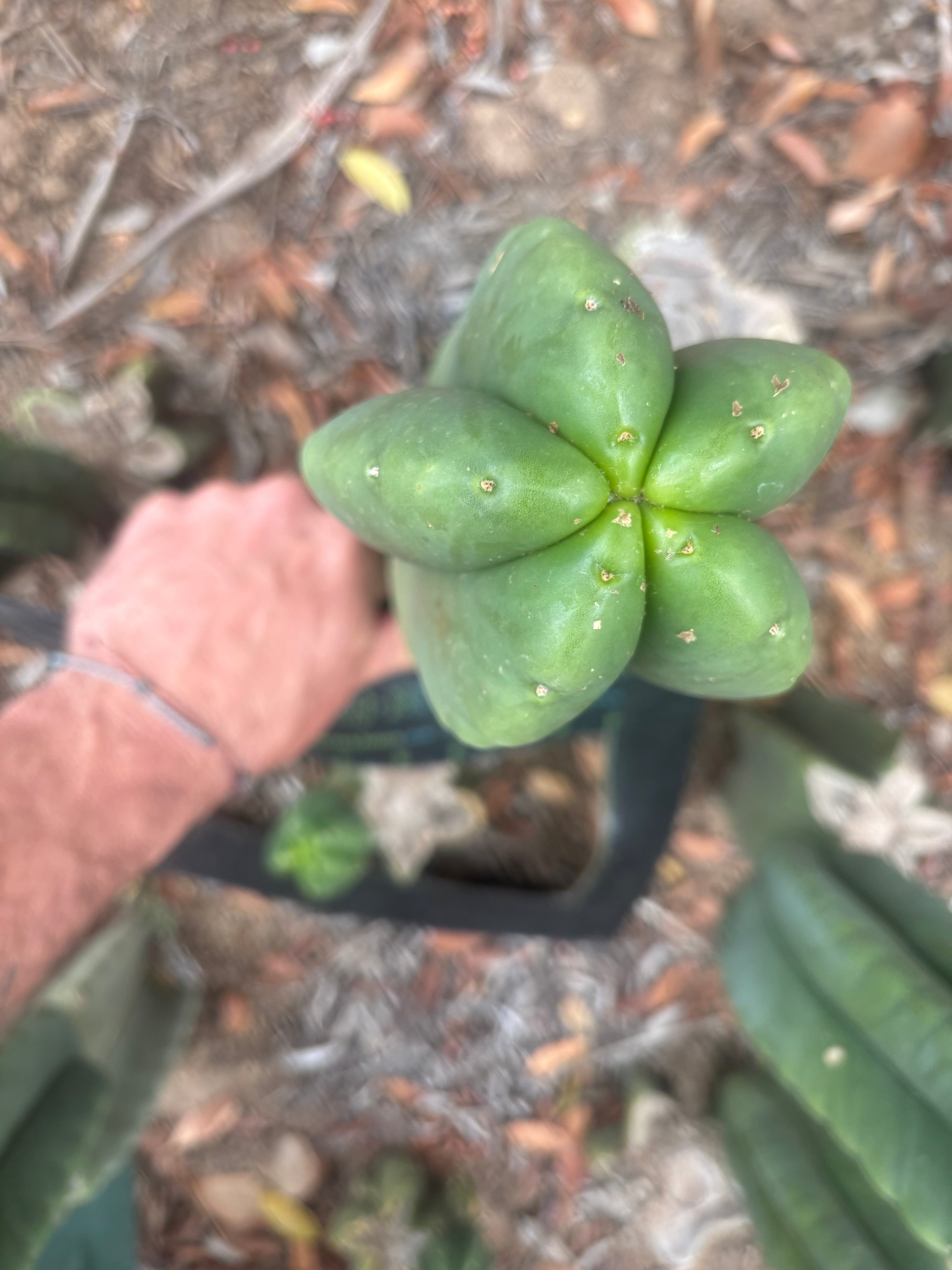 💎👑🌶️ Ferah — FAT 10” Pup