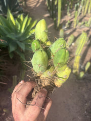 👑🌶️🌶️  TBM Clone B — Fully Rooted