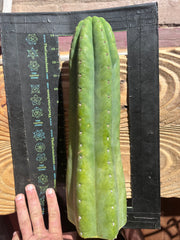 👑🌶️ Juuls Giant — XL 15” Tip