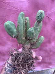 👑🌶️🌶️  TBM Clone B — XL Rooted
