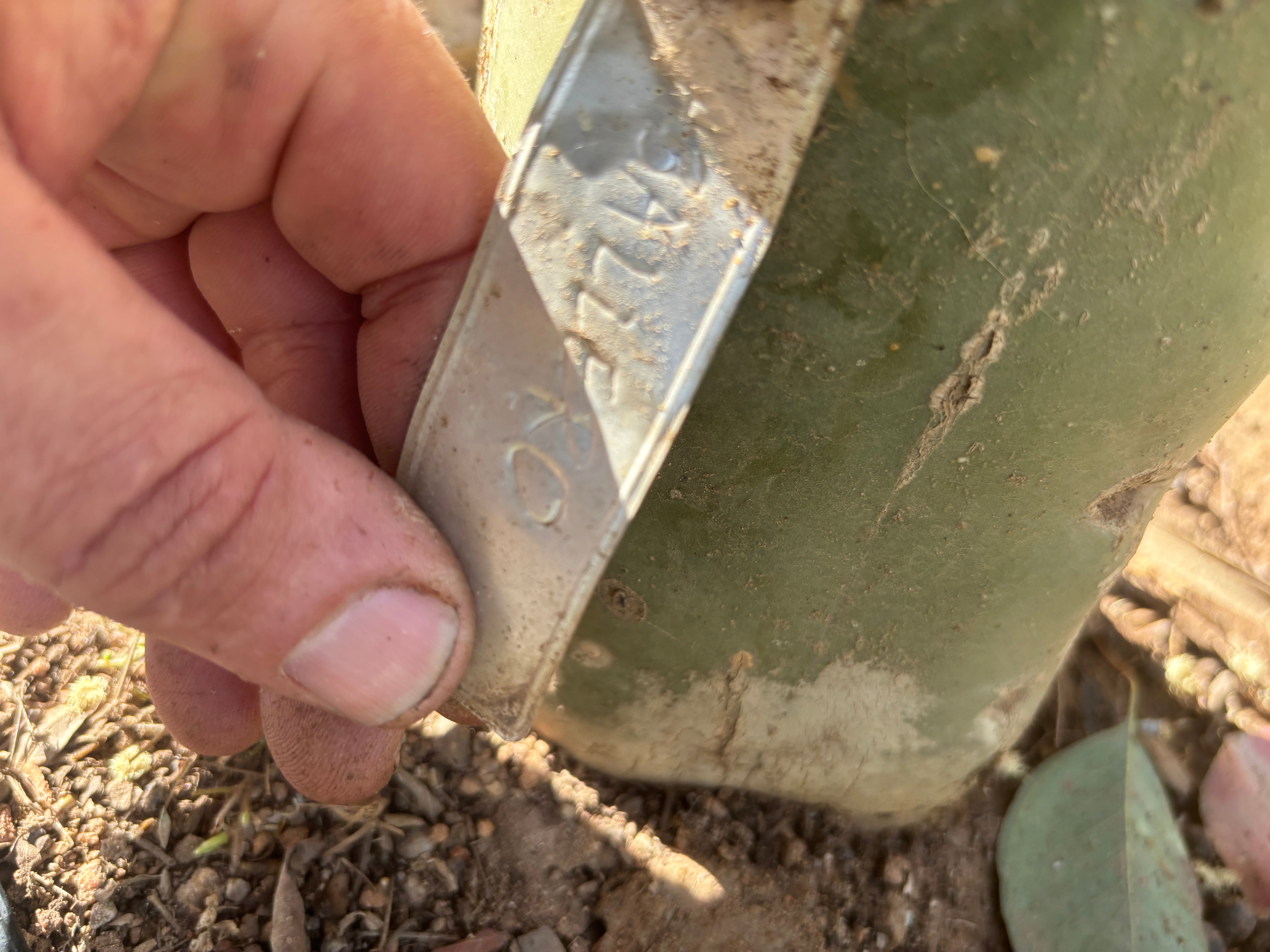 👑💎🌶️ Caballero — 7.5” Pup