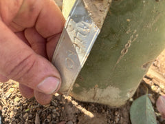 👑💎🌶️ Caballero — 7.5” Pup