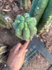 💎👑🌶️  Ichoca — 10” Pup