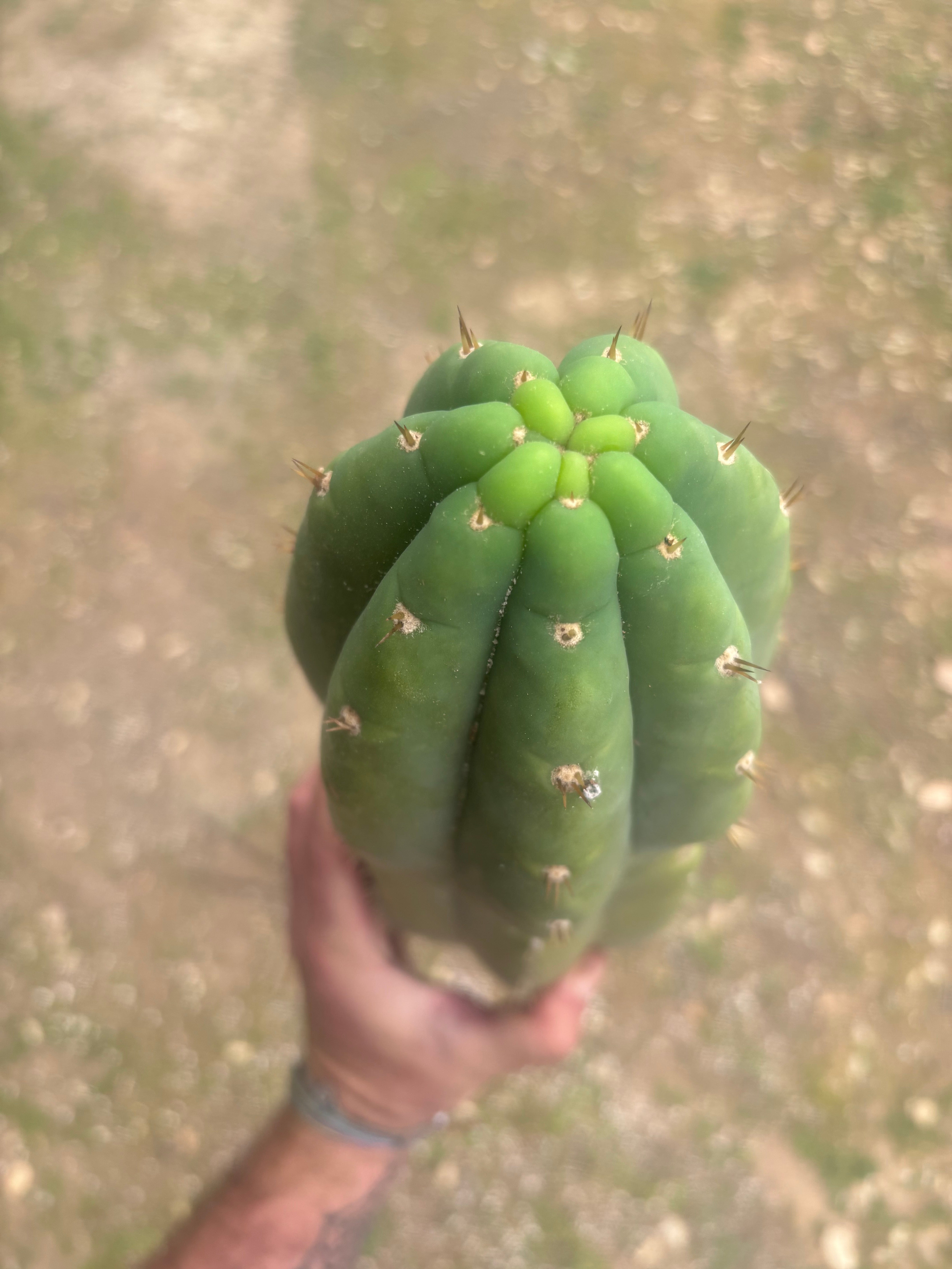 💎🌶️ JJOP — Massive 16” Magnum Tip
