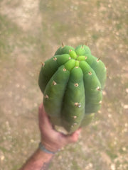💎🌶️ JJOP — Massive 16” Magnum Tip