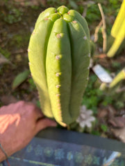 👑🌶️ The Field’s Pachanoi — Chonky 11” Pup