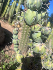 🦄 👑 M Stacker — Rooted Graft