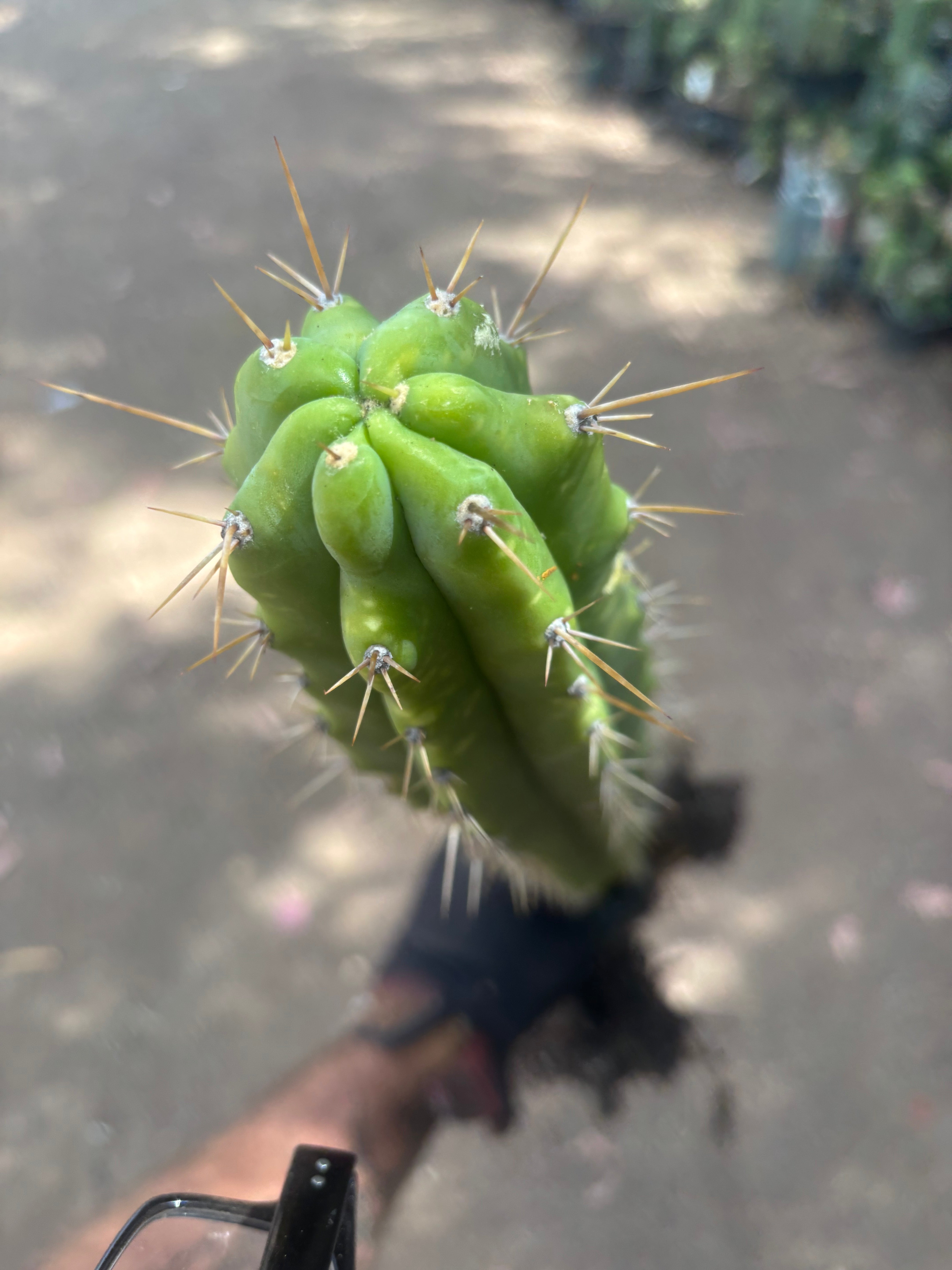 💎 SS02 x DeCosta — XL Seed Grown 21”