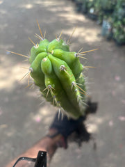 💎 SS02 x DeCosta — XL Seed Grown 21”