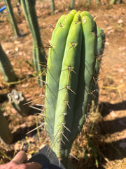 👑🌶️🌶️  Lumberjack — XL 14” Tip