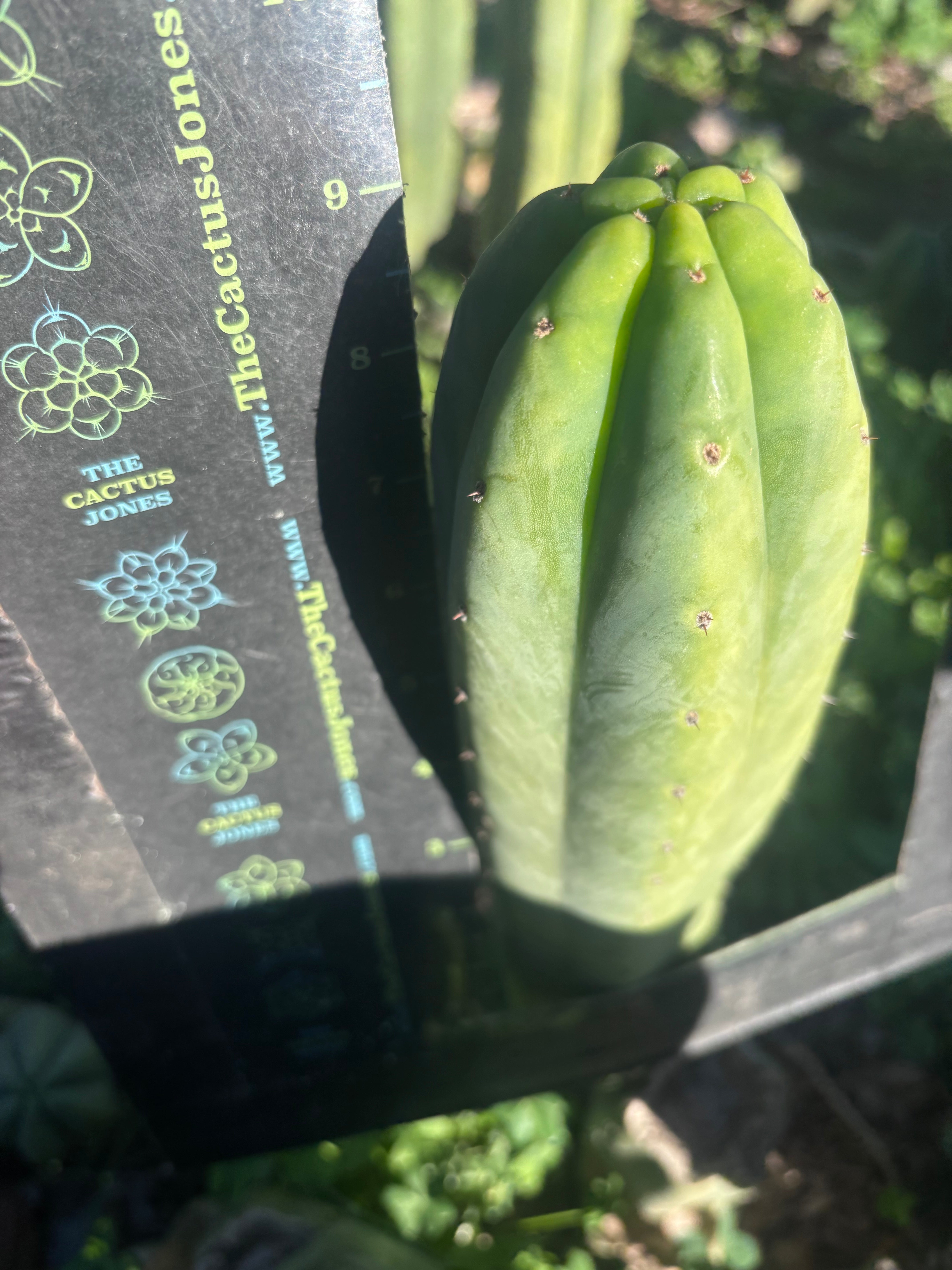 👑🌶️🌶️ Ogun — 9” Tip
