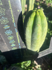 👑🌶️🌶️ Ogun — 9” Tip