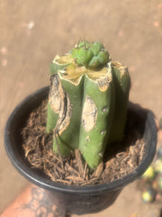 💎🌶️🌶️ NOM — Pup Graft on Rooted Pierre
