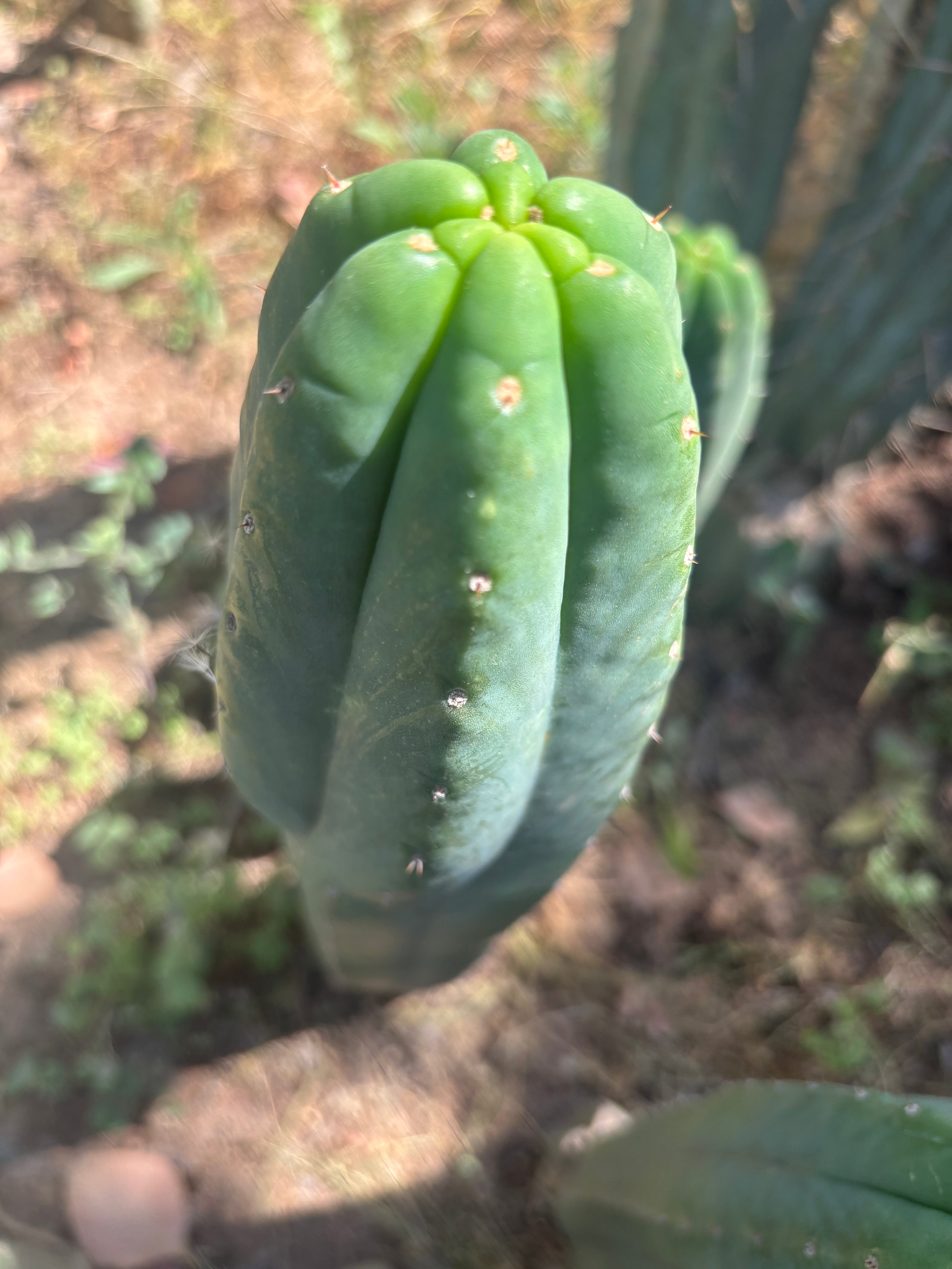 👑🌶️ Genesis — 10” Tip