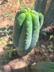 👑🌶️ Genesis — 10” Tip